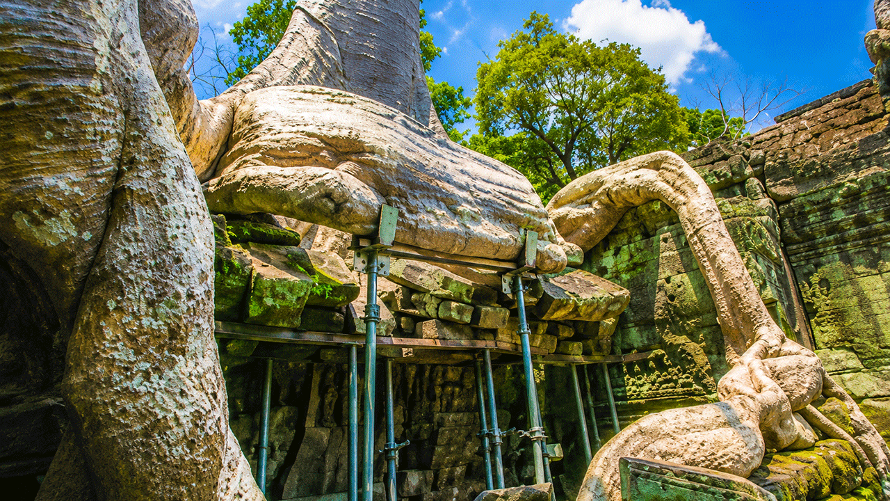 Ta Prohm : le temple mystérieux au cœur de la jungle d’Angkor