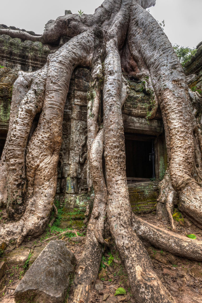 Ta Prohm : le temple mystérieux au cœur de la jungle d’Angkor